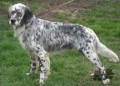 Setter Anglais PONGO DU MAS D'EYRAUD Setter Anglais PONGO DU MAS D'EYRAUD